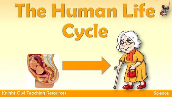 The Human Life Cycle 1