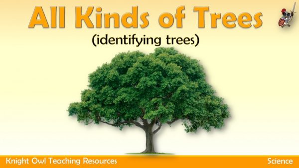 All kinds of trees1