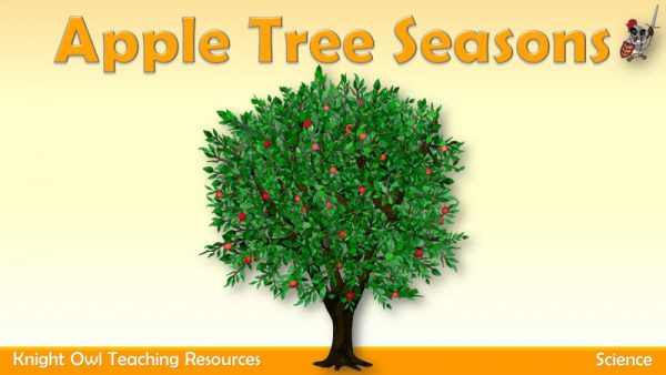 Apple Tree Seasons1