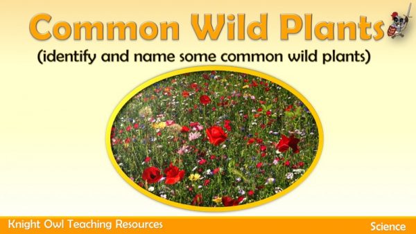Common Wild Plants1