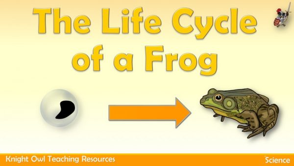 Life Cycle of a Frog 1