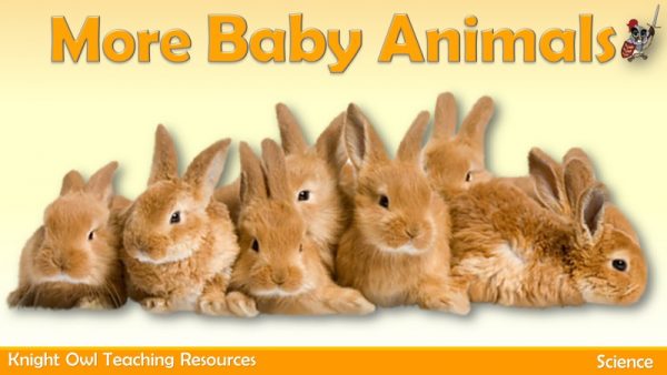 More Baby Animals 1