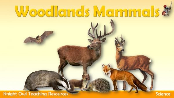 Woodlands Mammals 1