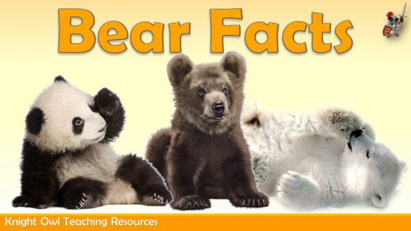 Bear Facts1