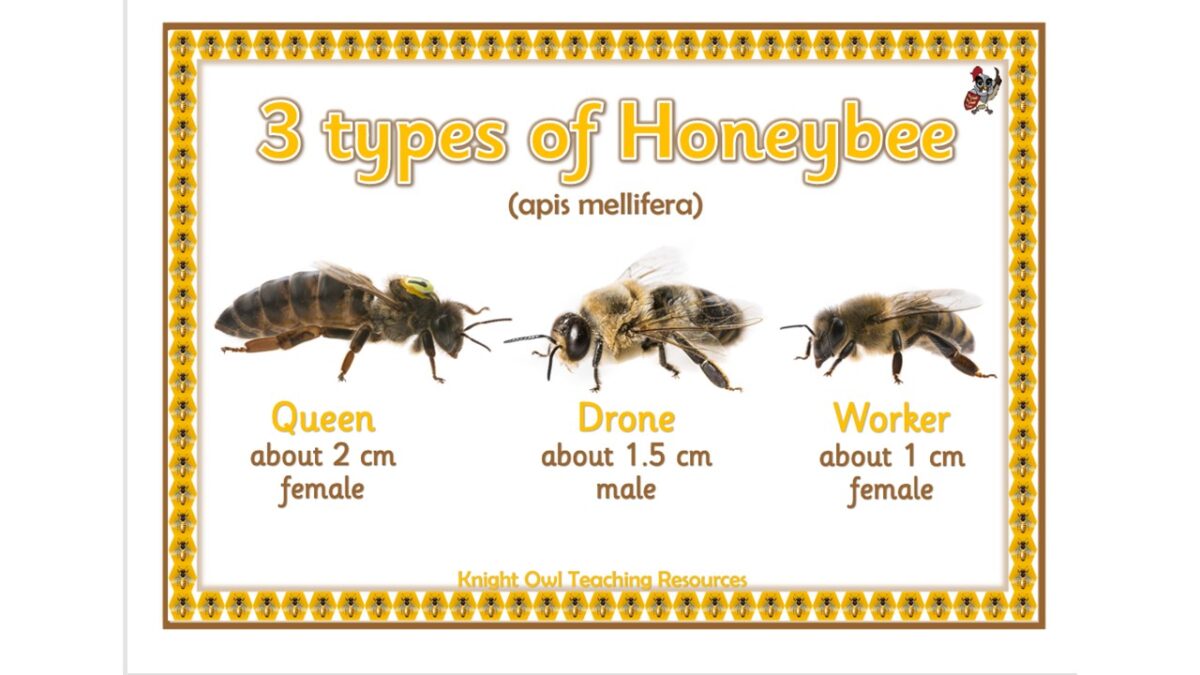 Bee Photos
